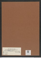 Asterolampra breissoniana Grev. (de-Toni-Nr.: Genus 235, Species 5665) Zeichnungen Sammlung Grunow Mappe 05224 (Herbarium_W_Grunow_drawings_Folder_05224)